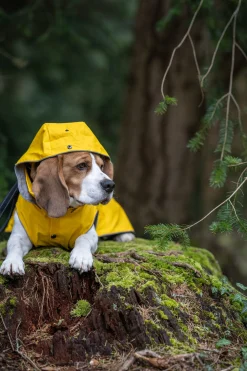 Rukka Pets Stream raincoat