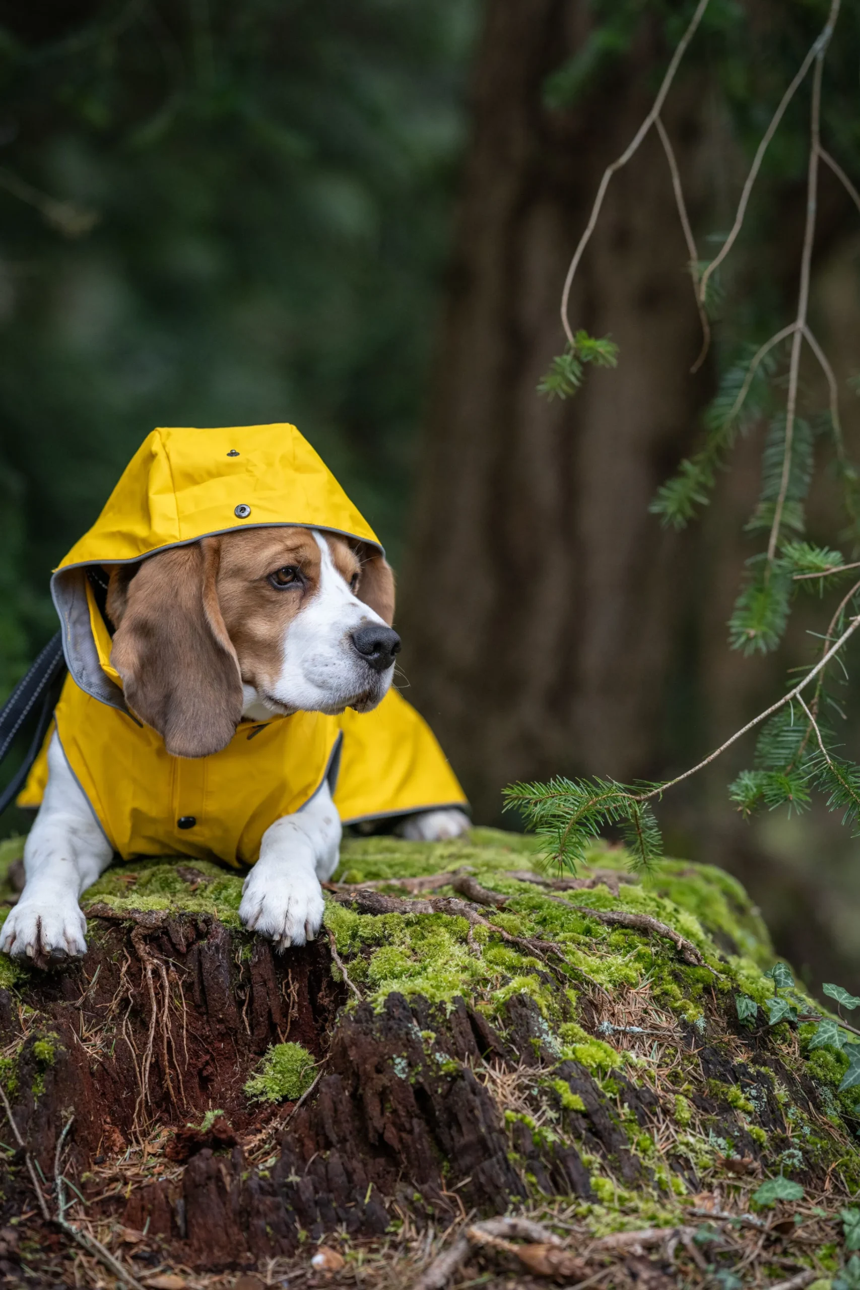 Rukka Pets Stream raincoat