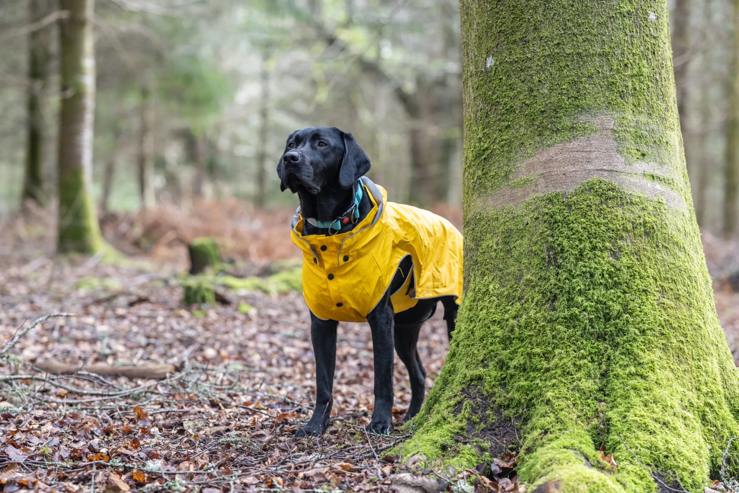 Rukka Pets Stream raincoat