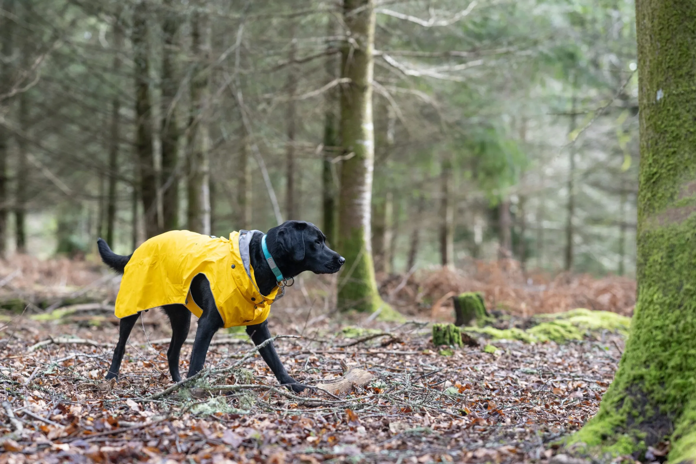 Rukka Pets Stream raincoat