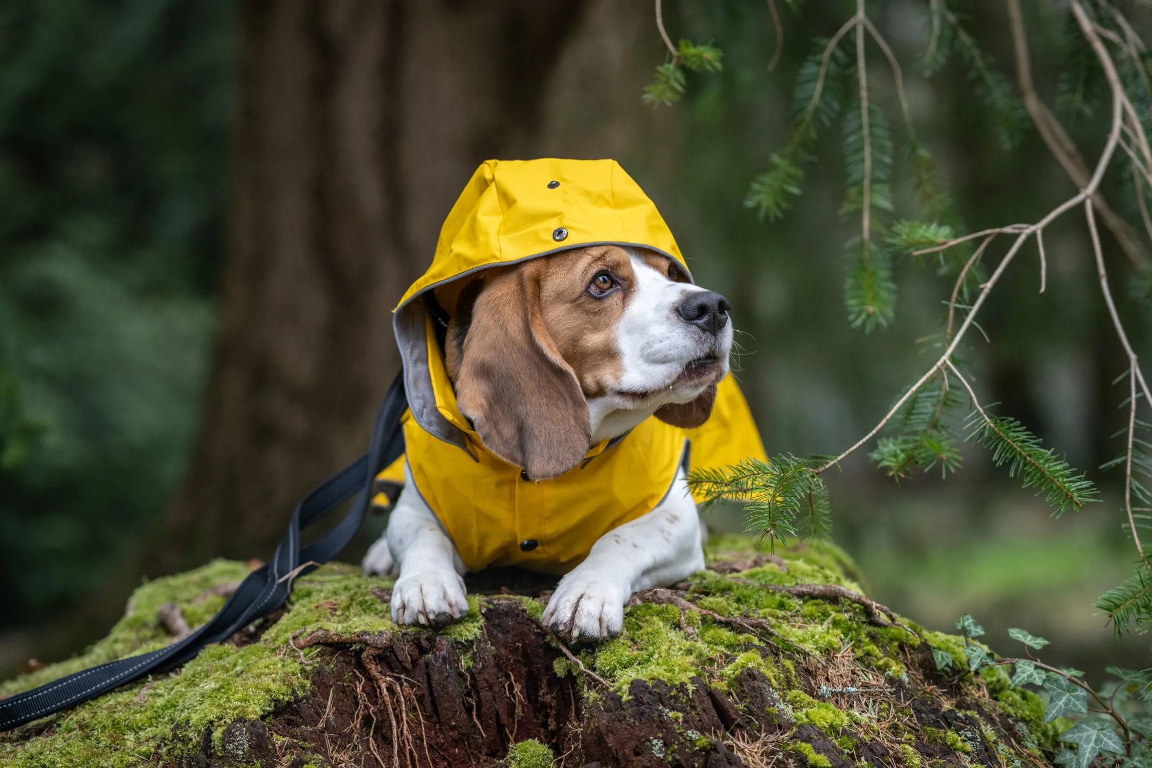Rukka Pets Stream raincoat