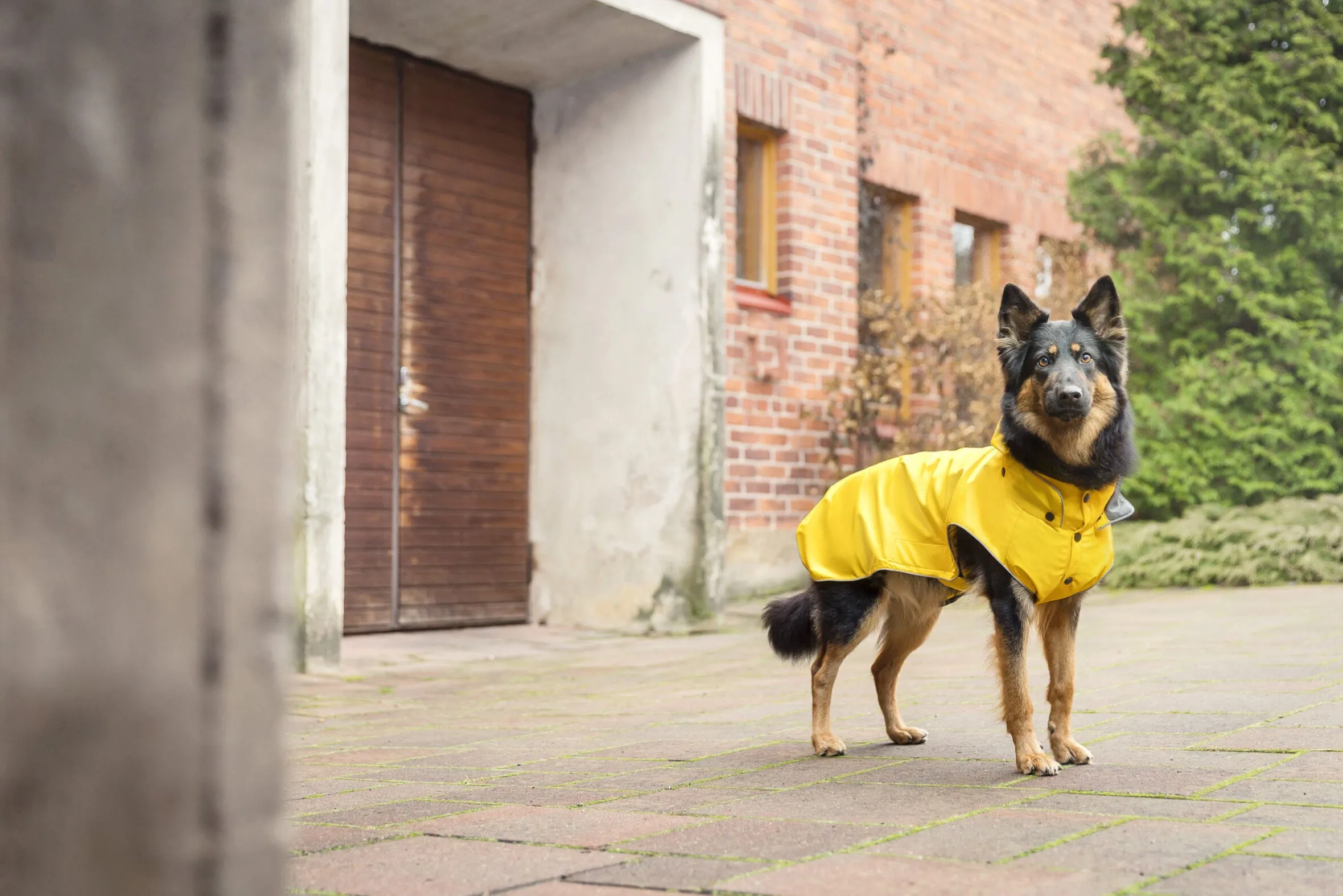 Rukka Pets Stream raincoat