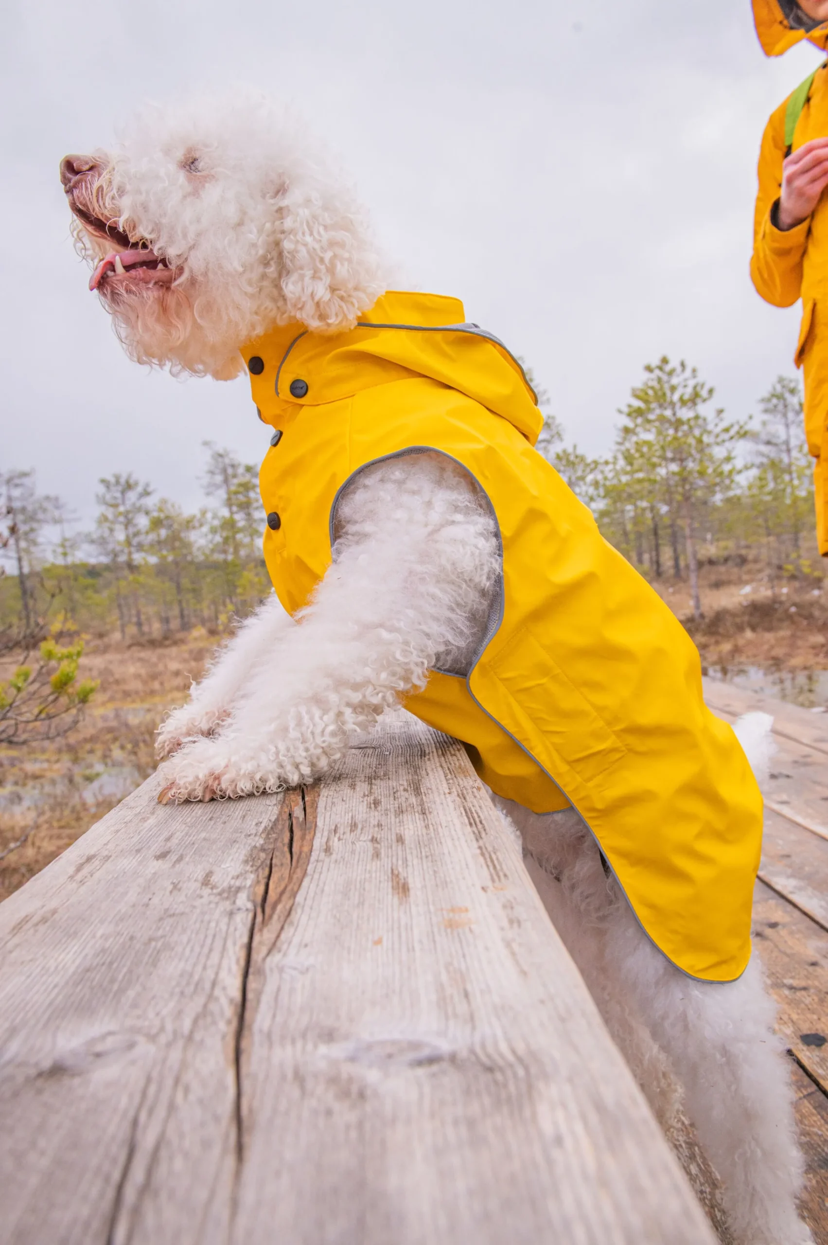 Rukka Pets Stream raincoat