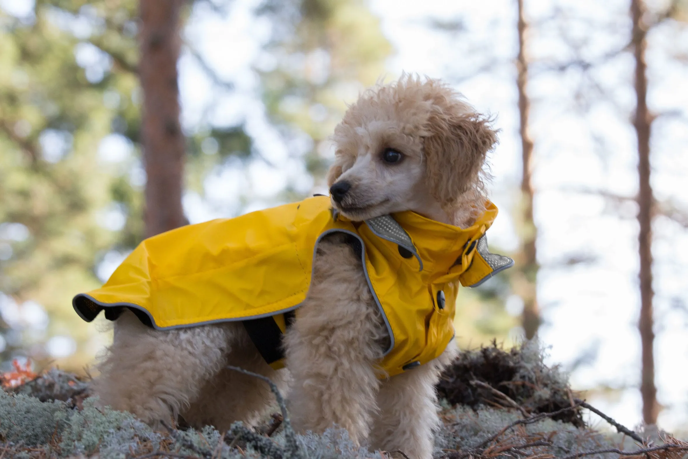 Rukka Pets Stream raincoat