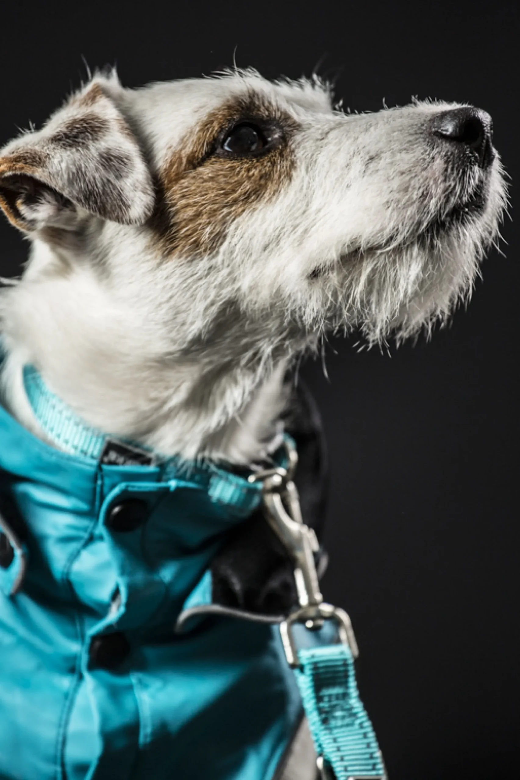 Rukka Pets Stream raincoat