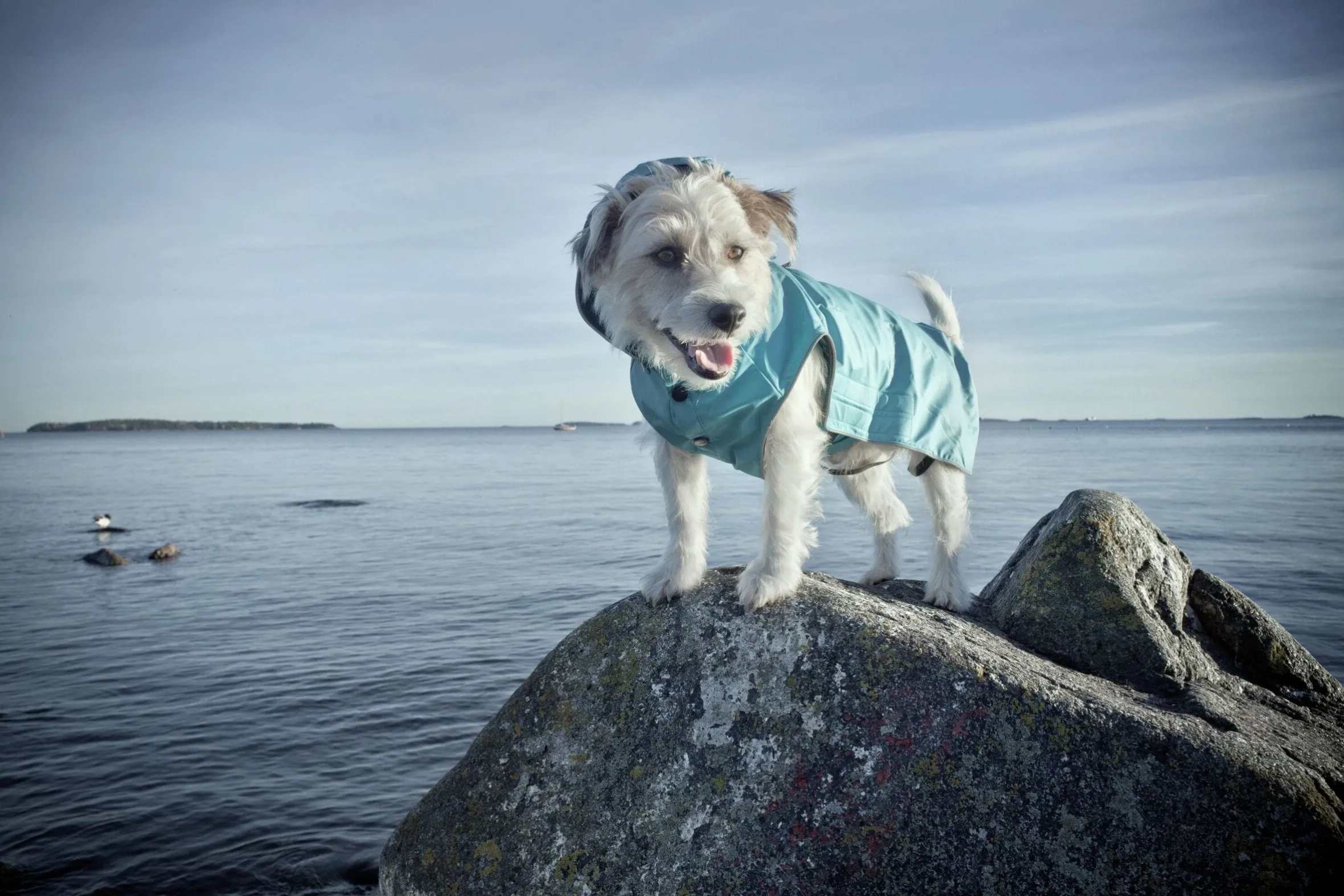 Rukka Pets Stream raincoat