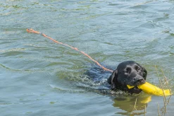 Rukka Pets Swim leash