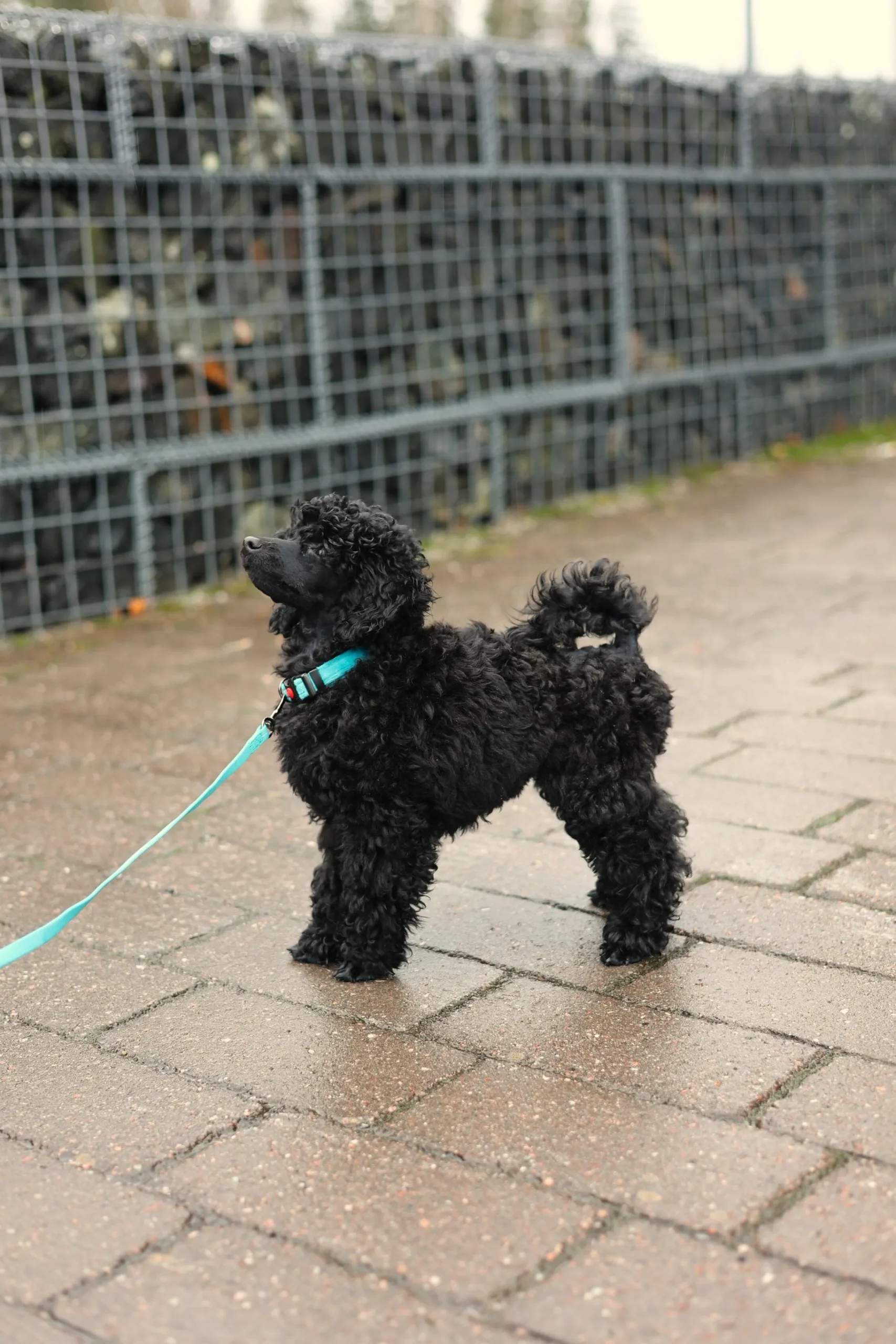 Rukka Pets Tiny Collar