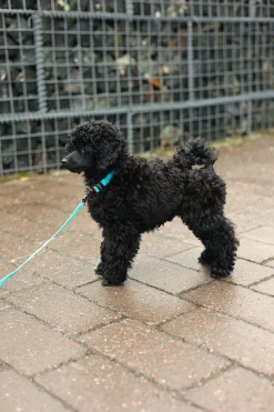 Rukka Pets Tiny Collar