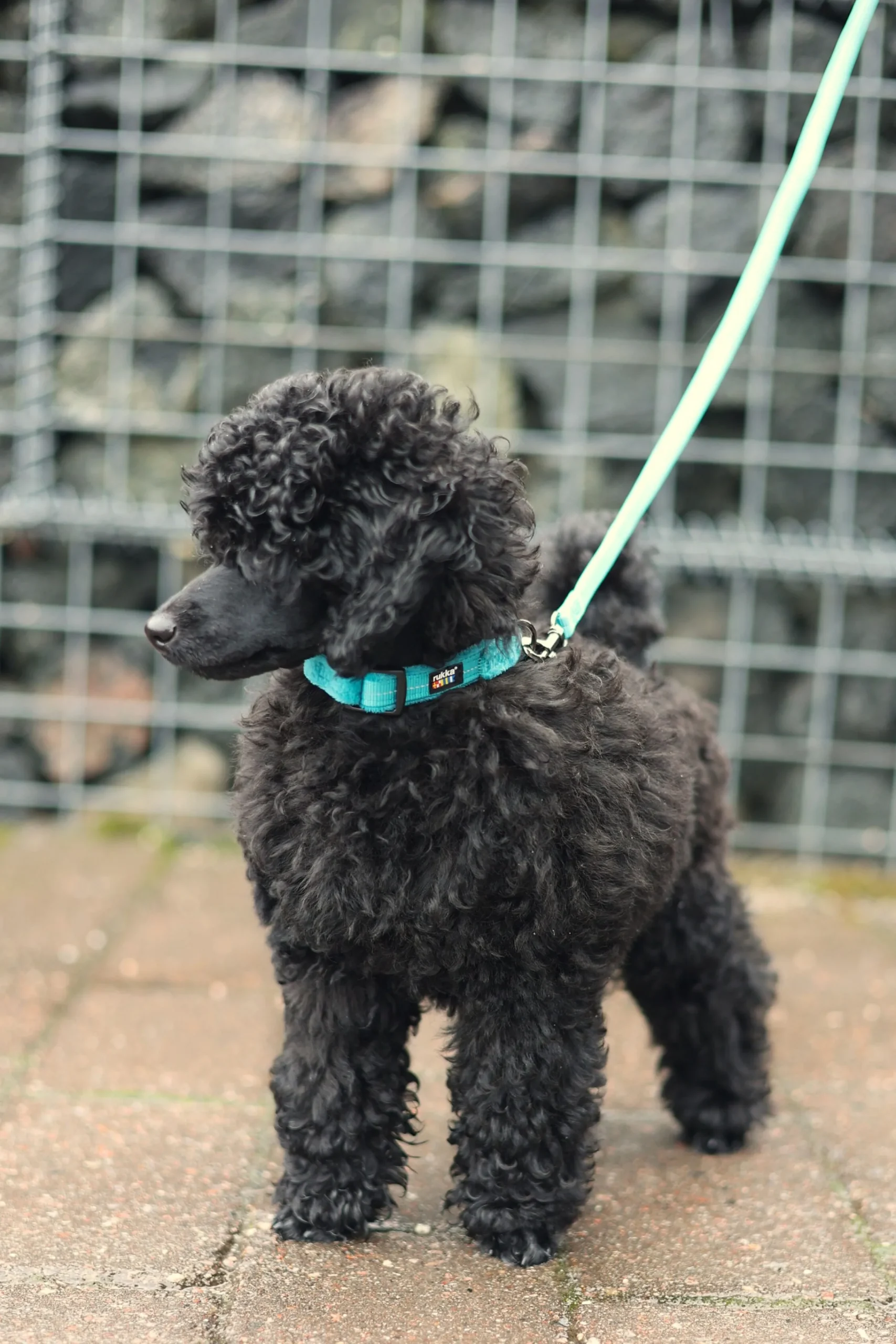 Rukka Pets Tiny Collar