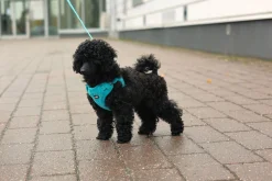 Rukka Pets Tiny Harness