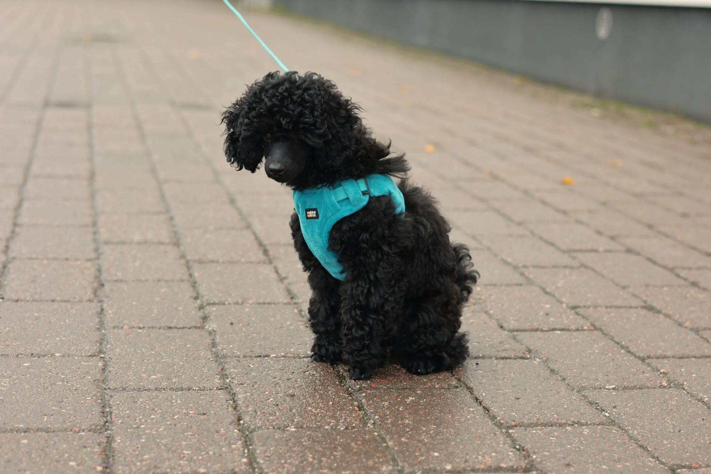 Rukka Pets Tiny Harness