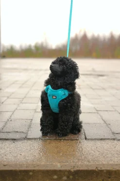 Rukka Pets Tiny Harness