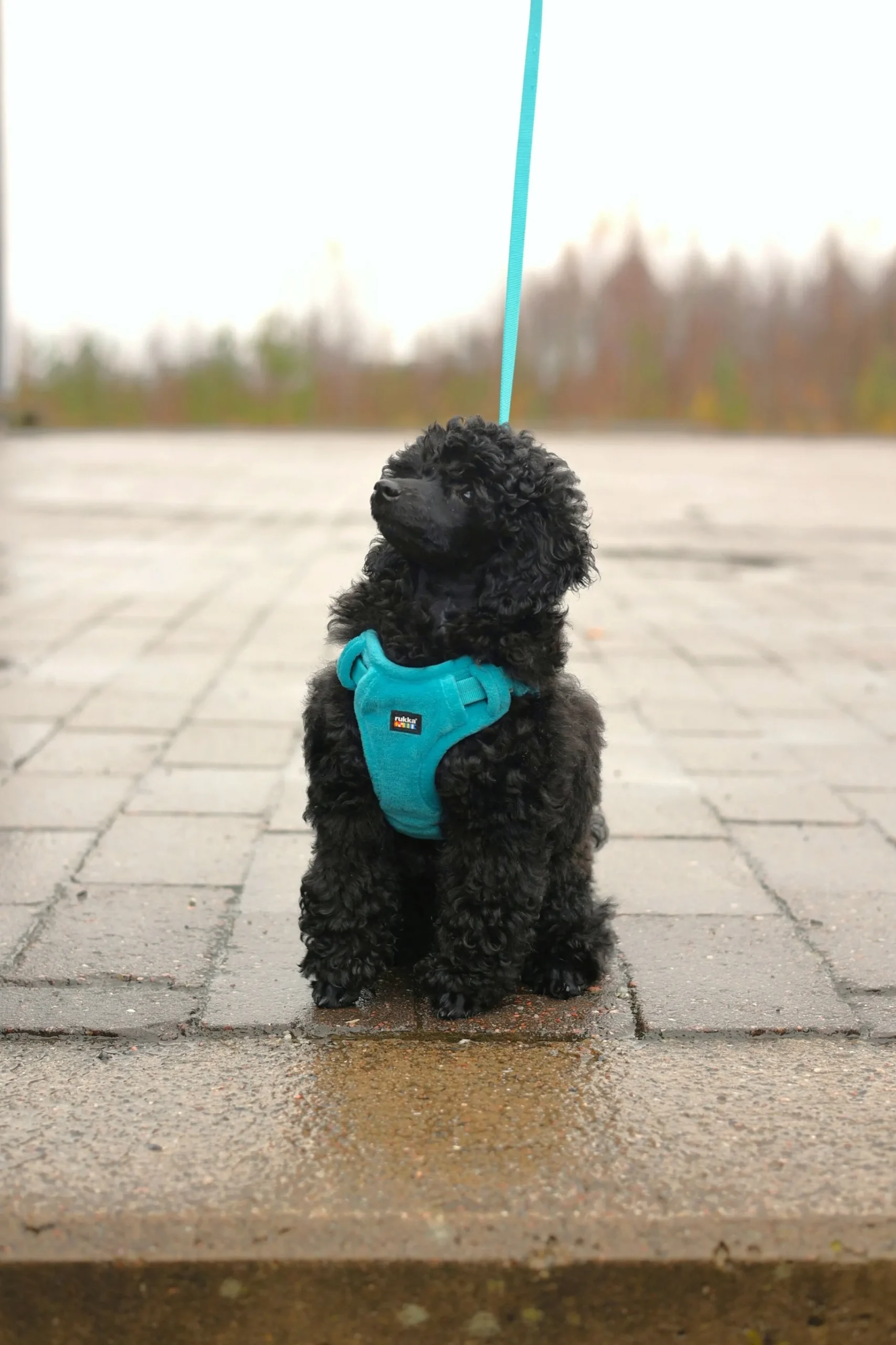 Rukka Pets Tiny Harness