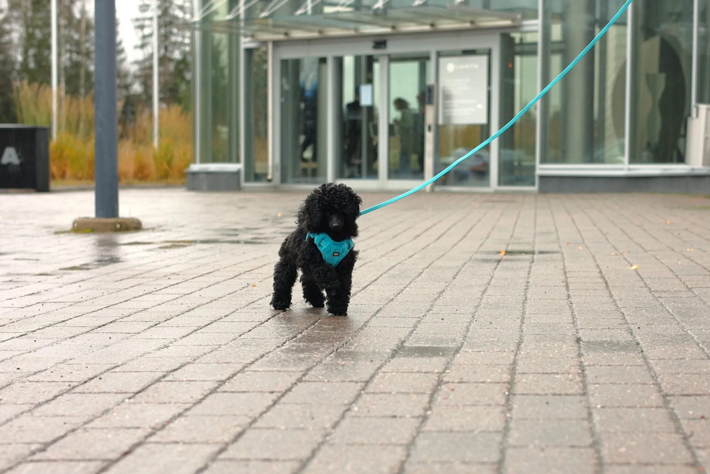 Rukka Pets Tiny Harness