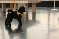 Rukka Pets Tiny Harness