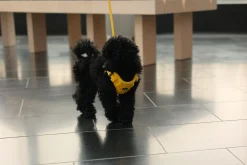 Rukka Pets Tiny Harness